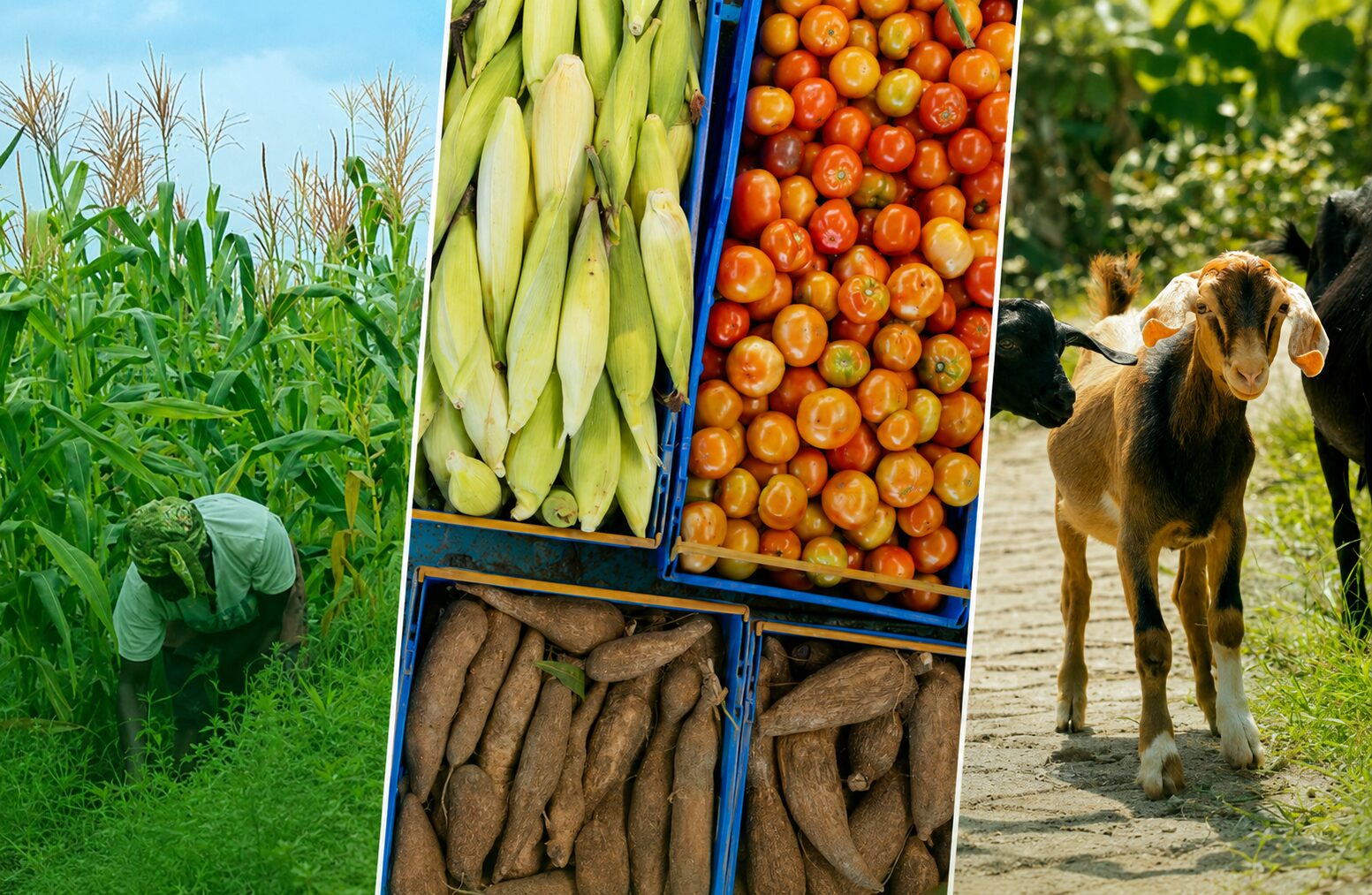 Agriculture aux Comores — cultures, maraîchage et élevage